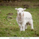 Newly born Welsh Lamb