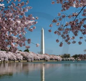 Cherry Blossom time in Washington stock photo