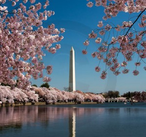 Best selling stock photo of cherry blossoms in Washington