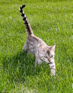 Bengal kitten image similar to one sold via Dreamstime