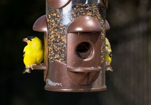 Garden feeder with goldfinch