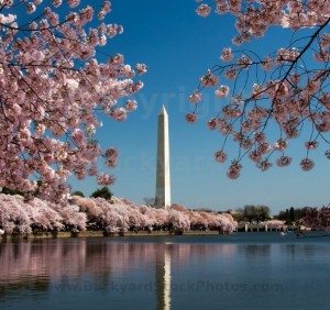 Cherry Blossoms and Washington Monument