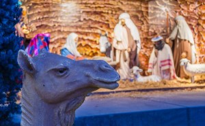 Camel in front of nativity scene