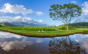 Panorama of Taro fields Hanalei