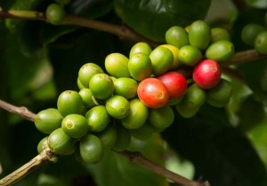 Hawaiian Kona coffee beans