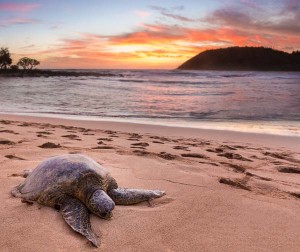 Beached green sea turtle Moloa'a Beach Kauai