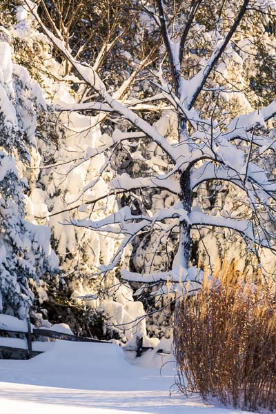 Rising sun illuminates snow covered trees