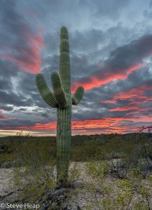 Sunset in Saguaro National Park Tucson