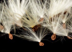 Macro photo of swamp milkweed seed pod