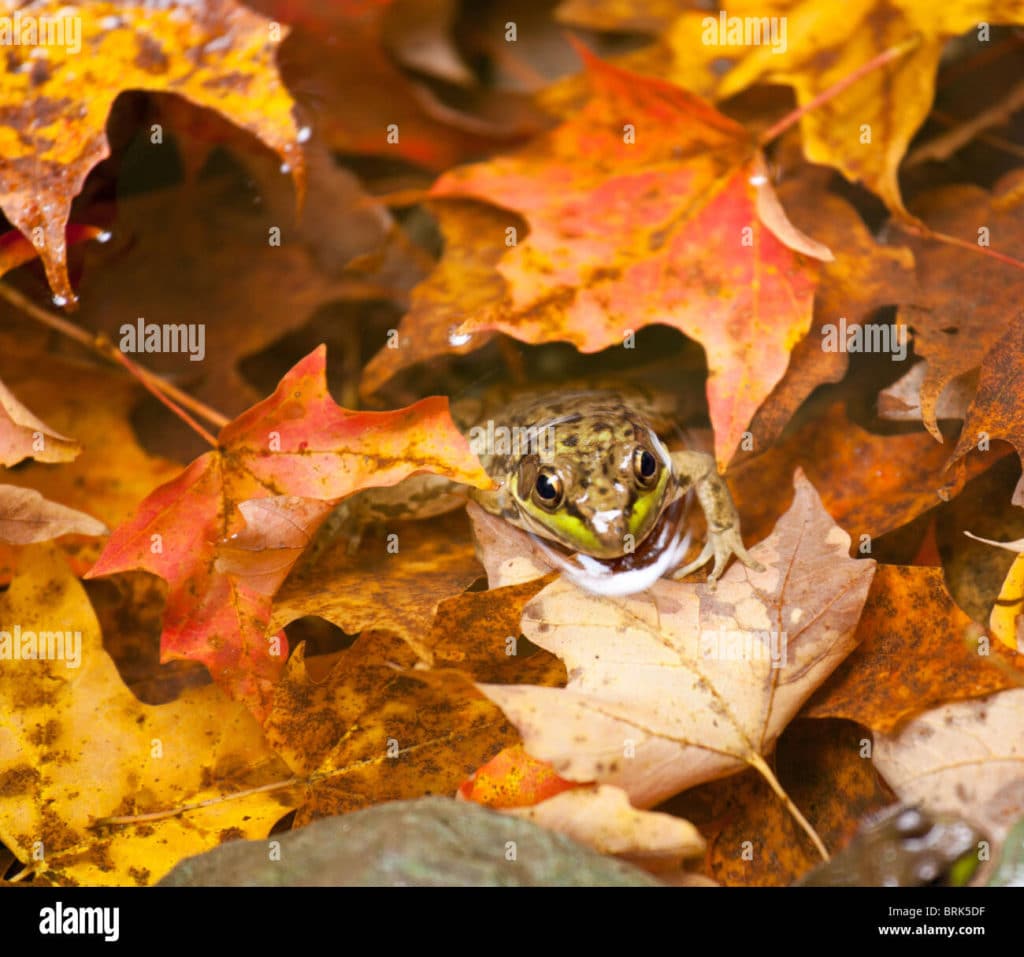 Stock Photo of a frog among autumn leaves in a pond
