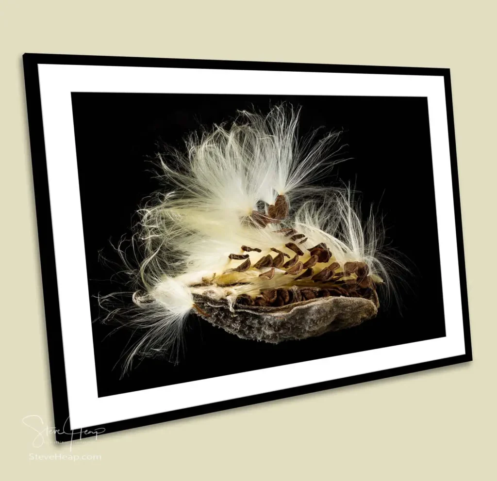 Macro focus stacked image of the seeds in a Swamp Milkweed seed pod that attracted the eye of an art advisor