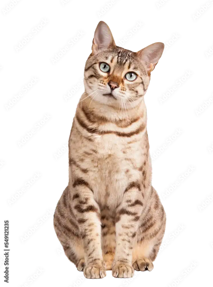 My favorite Bengal cat photo, licensed on Adobe