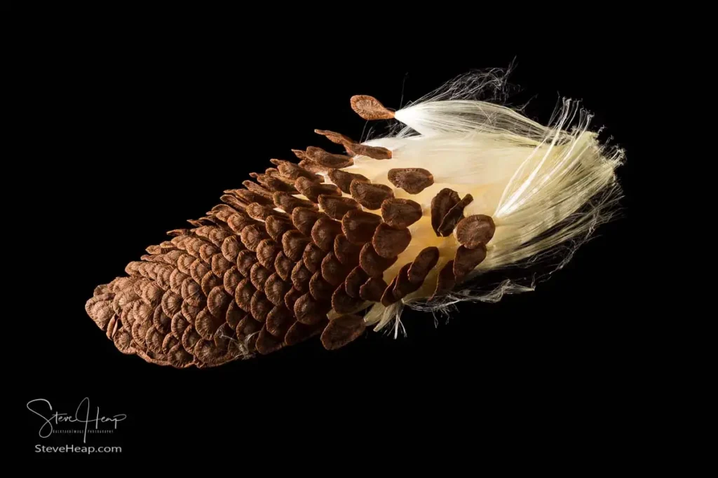Canvas print of a Swamp milkweed seed pod sold locally in Georgetown