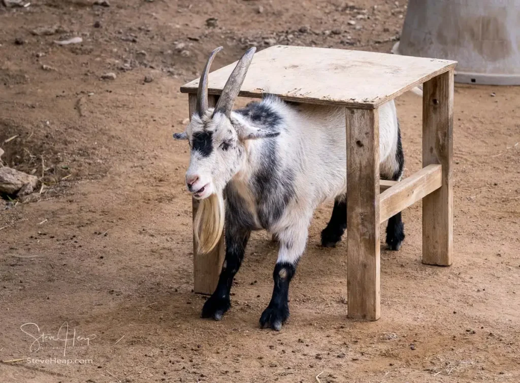 My trial image - a goat stuck under a wooden table